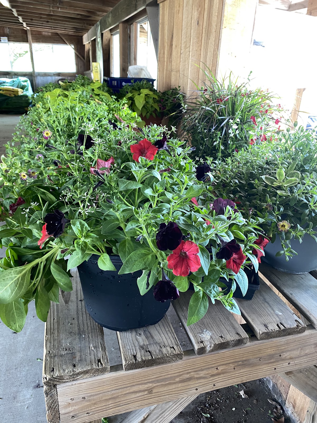 Flowers' Farms: Google Places image 5