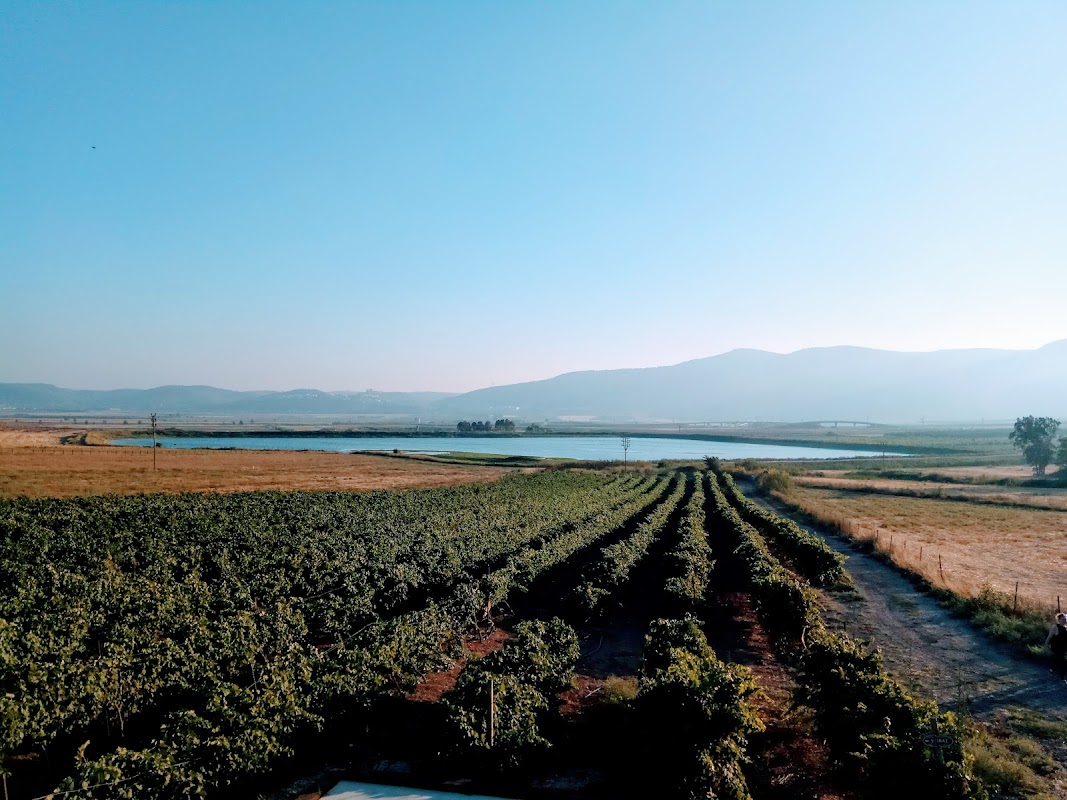 Sadot Winery