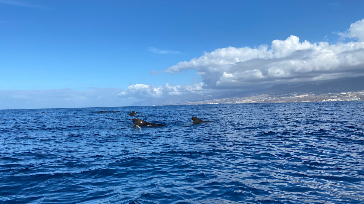 Dolphin Watching in Costa Adeje
