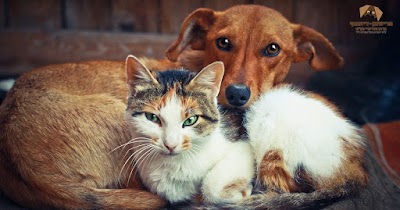 וטרינר בתל אביב - ד"ר רונן וינקלר