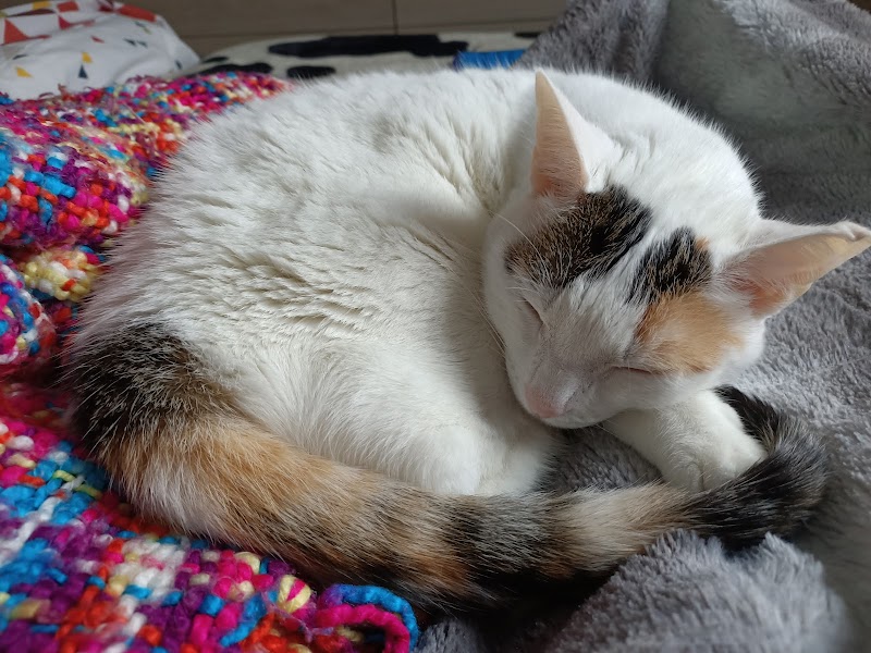 Clinica Veterinaria Mendillorri