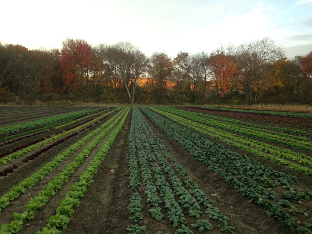 Verrill Farm