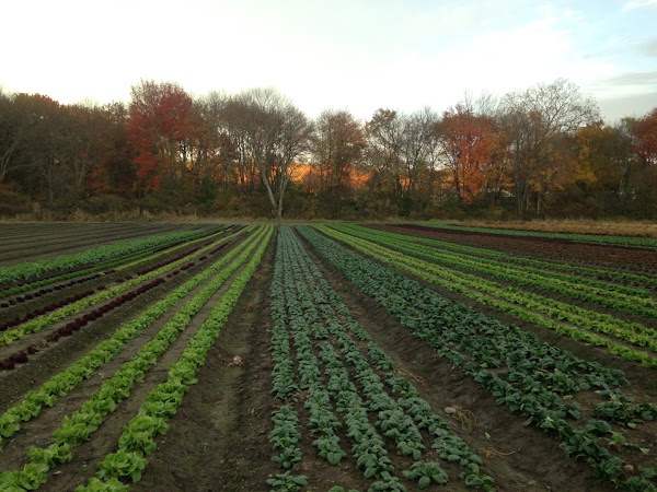 Verrill Farm