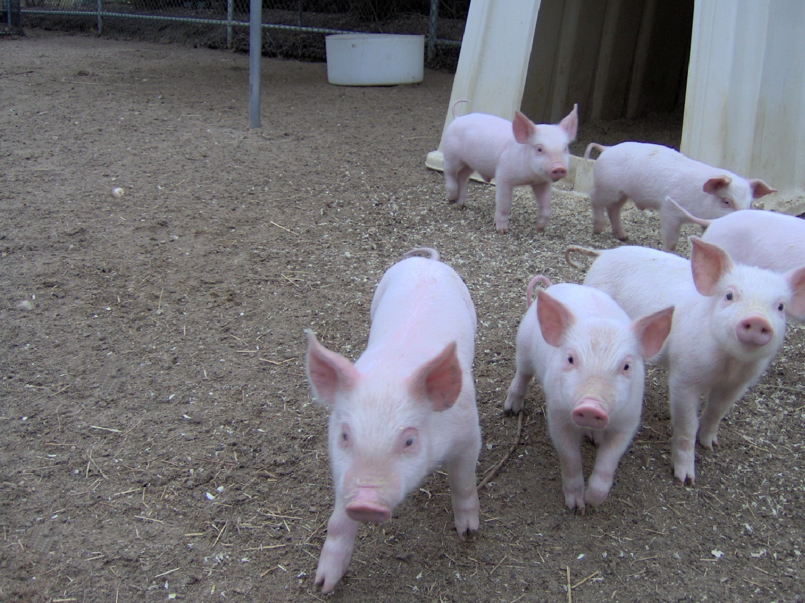 Animal Farm Petting Zoo