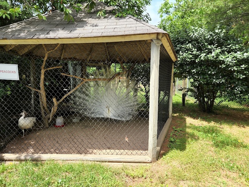 Animal Farm Petting Zoo - Photo 5