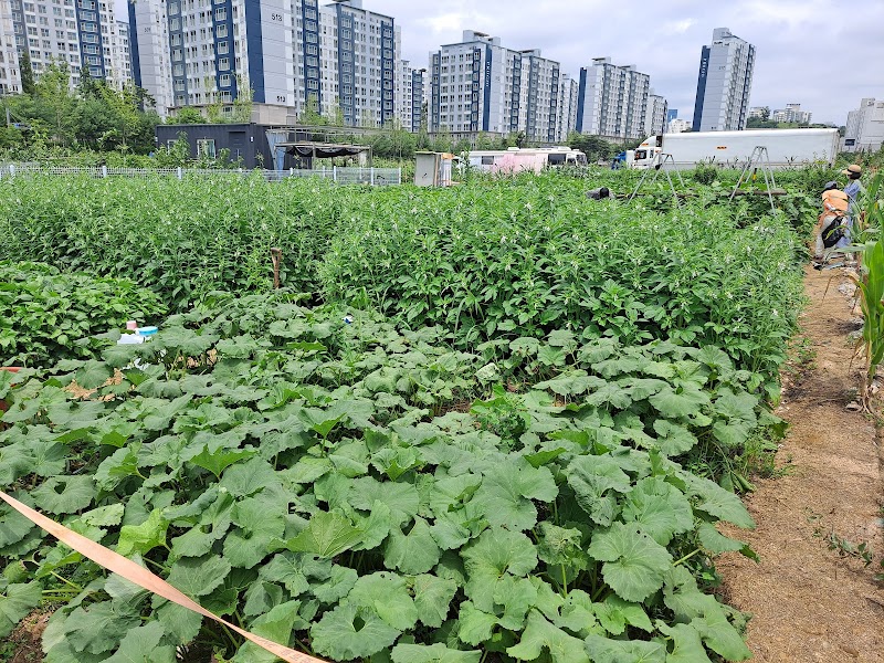 아침뜰근린공원 소나무숲 사진 5