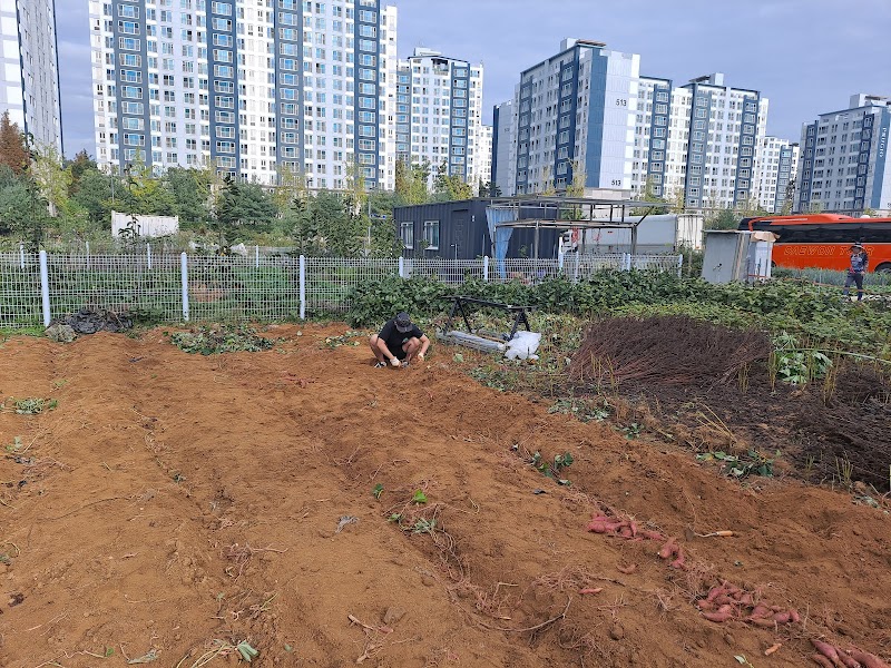 아침뜰근린공원 소나무숲 사진 6