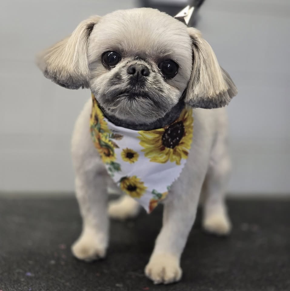Four Paws Pet Spa interior