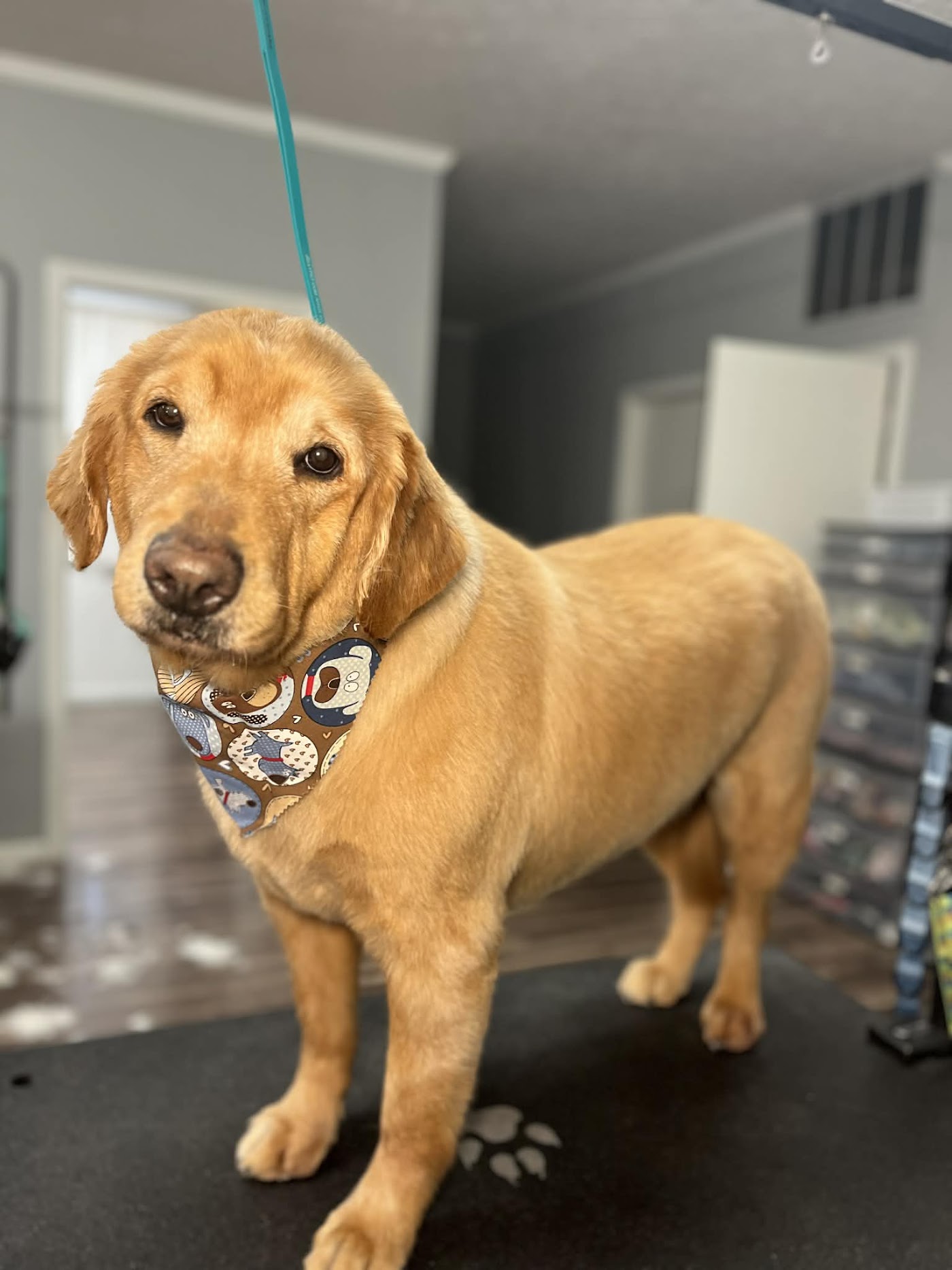 Four Paws Pet Spa photo 2