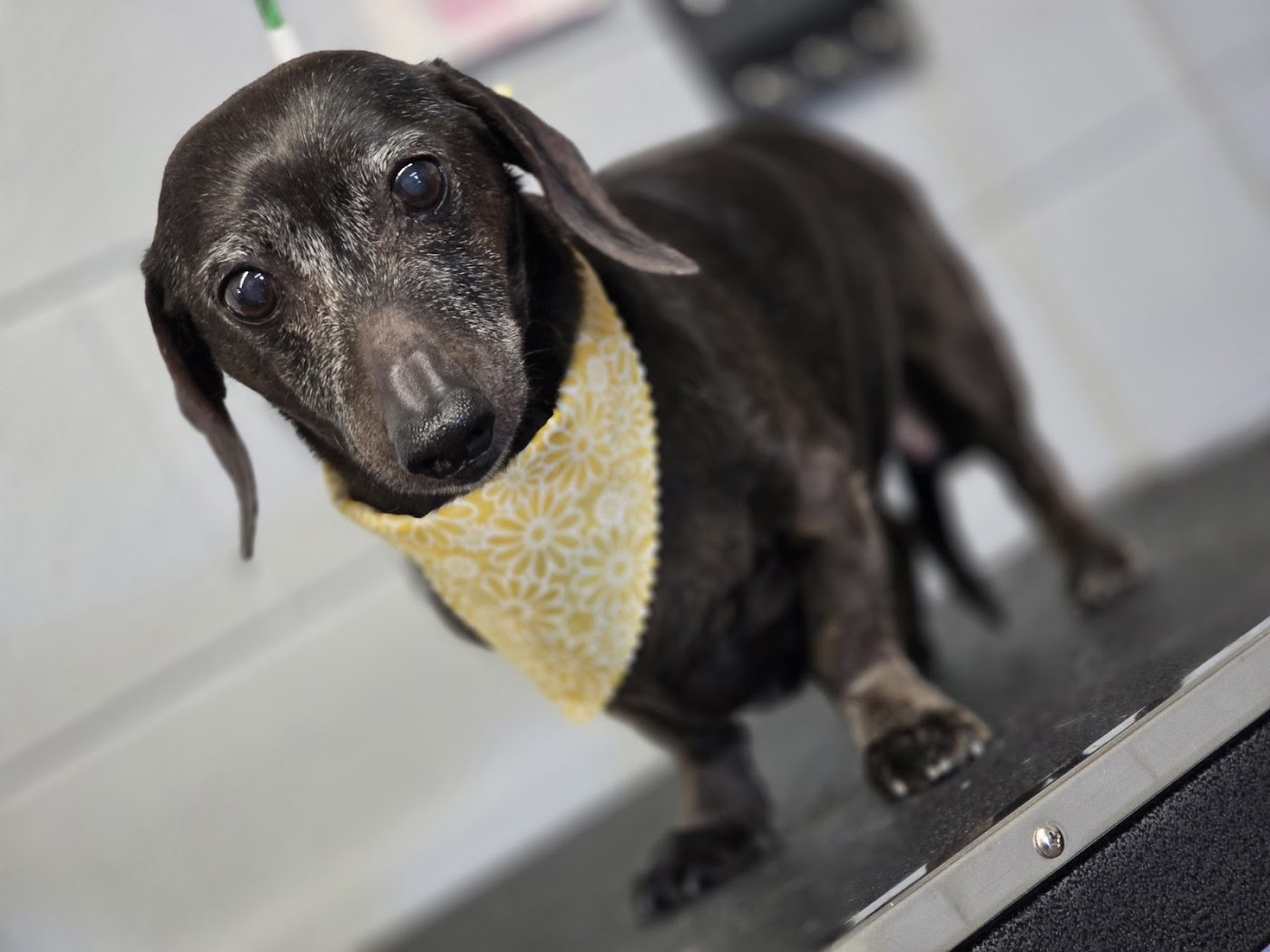 Four Paws Pet Spa photo 3