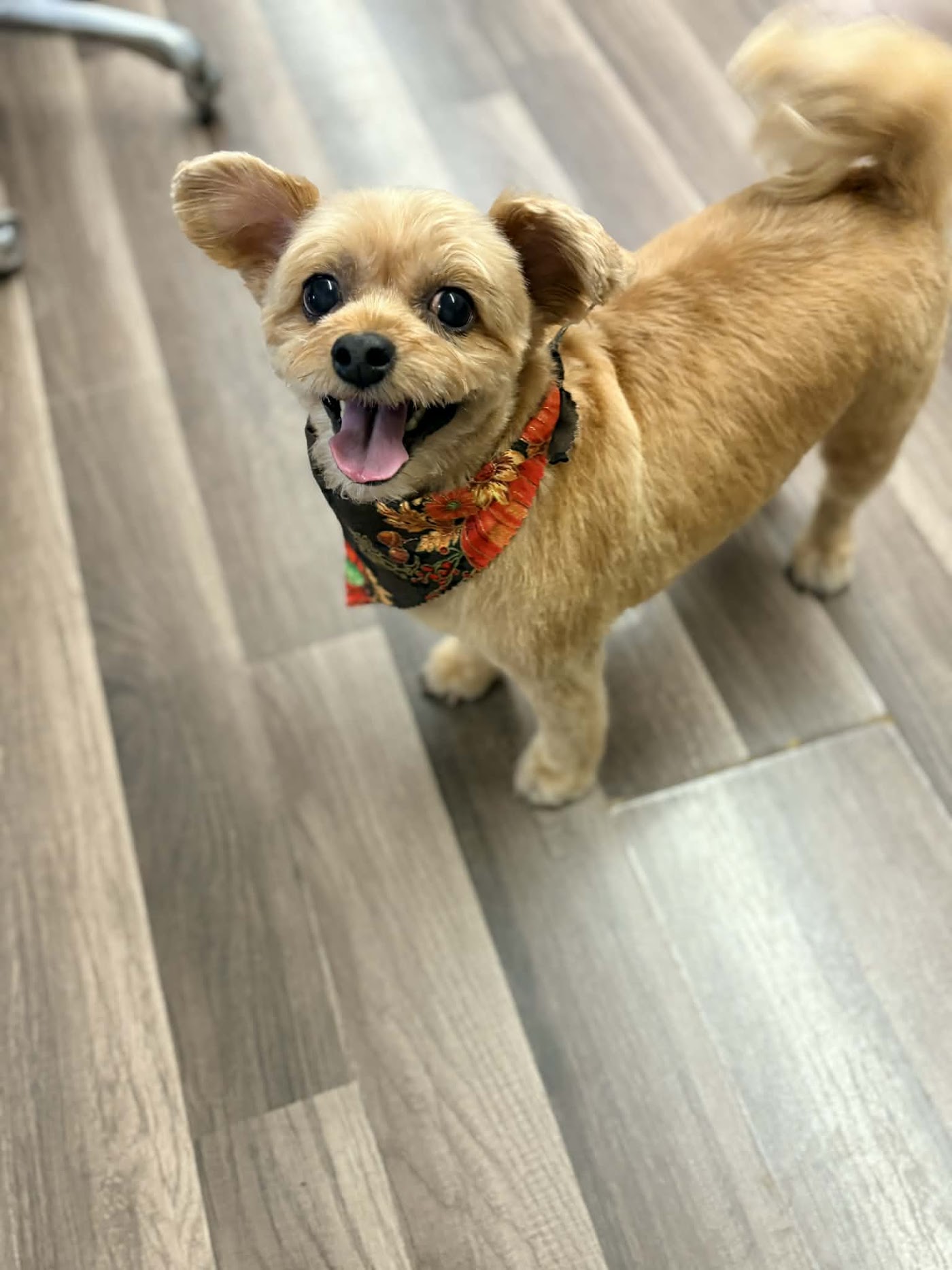 Four Paws Pet Spa photo 1