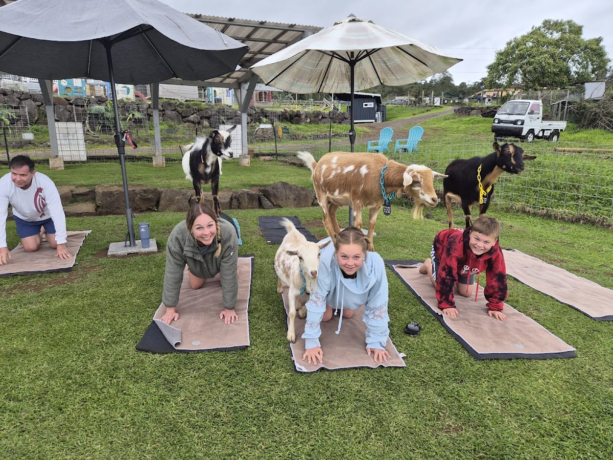 Maui Goat Yoga - Maui’s Pioneering Goat Yoga Experience - #1 Rated, Award Winning!