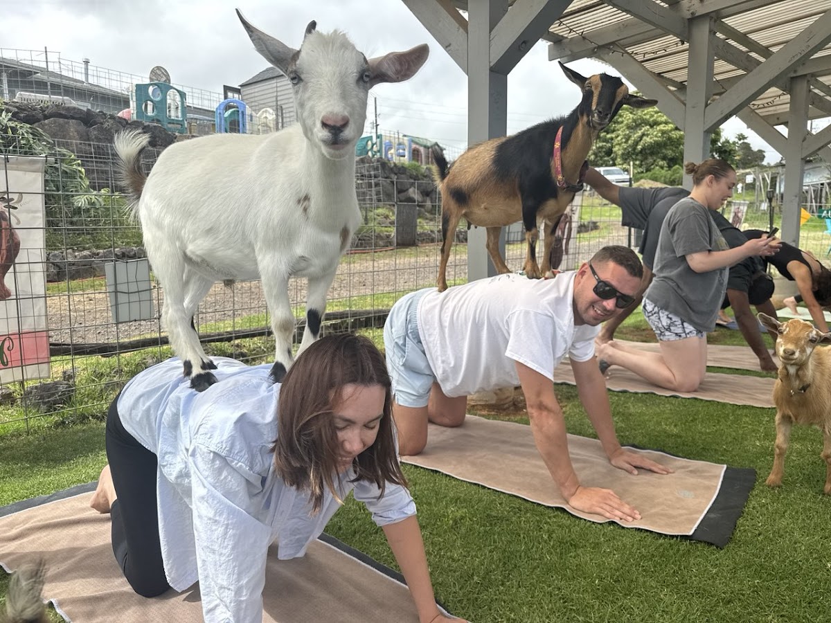 Maui Goat Yoga - Maui’s Pioneering Goat Yoga Experience - #1 Rated, Award Winning! — 3