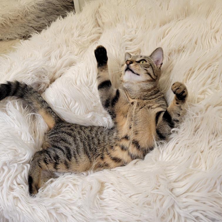 All the Single Kitties