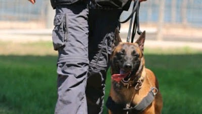 הכל בעצם -המרכז לכלבנות בנגב