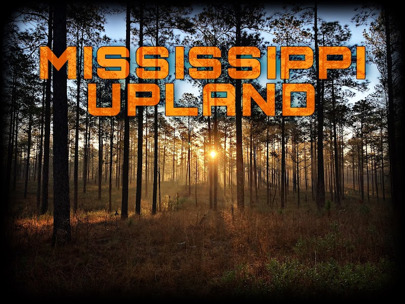 Mississippi Upland - Photo 2