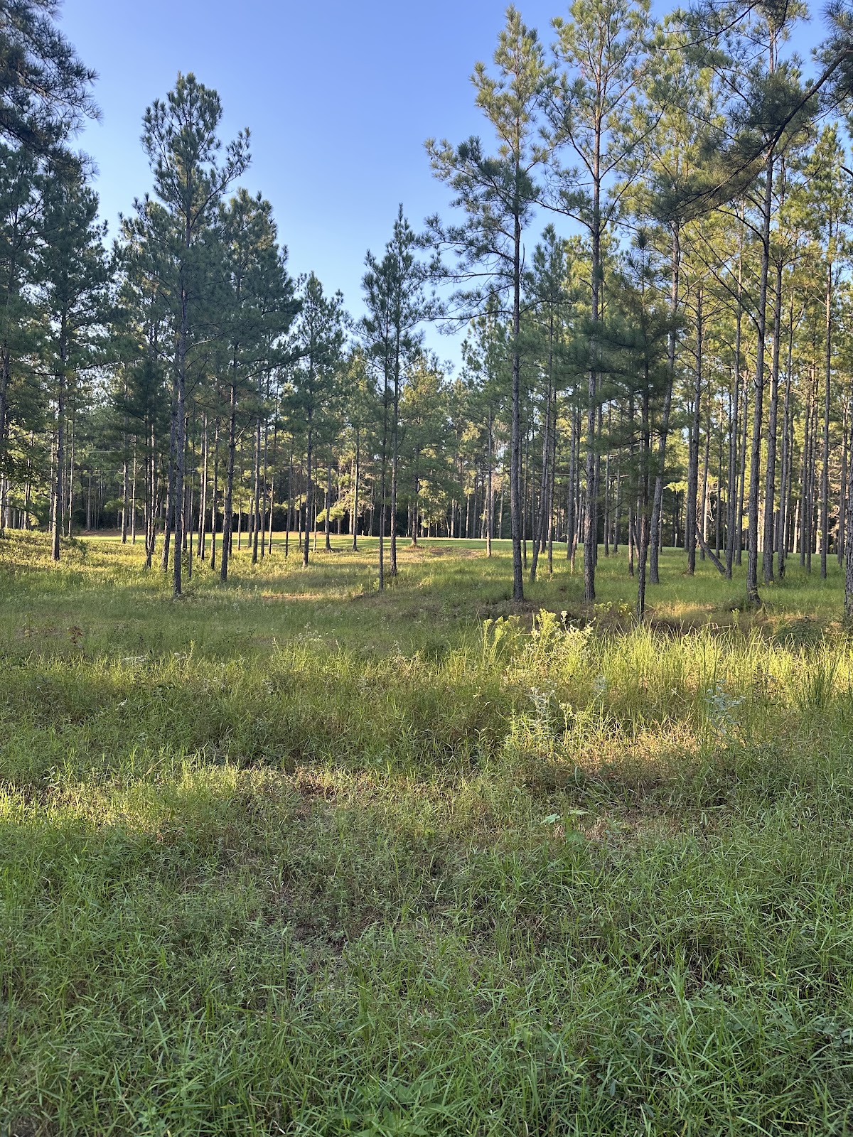 Mississippi Upland