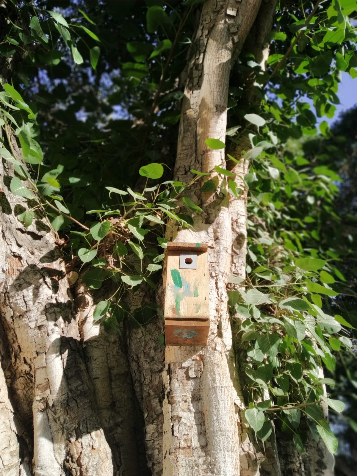 The sangha — 4