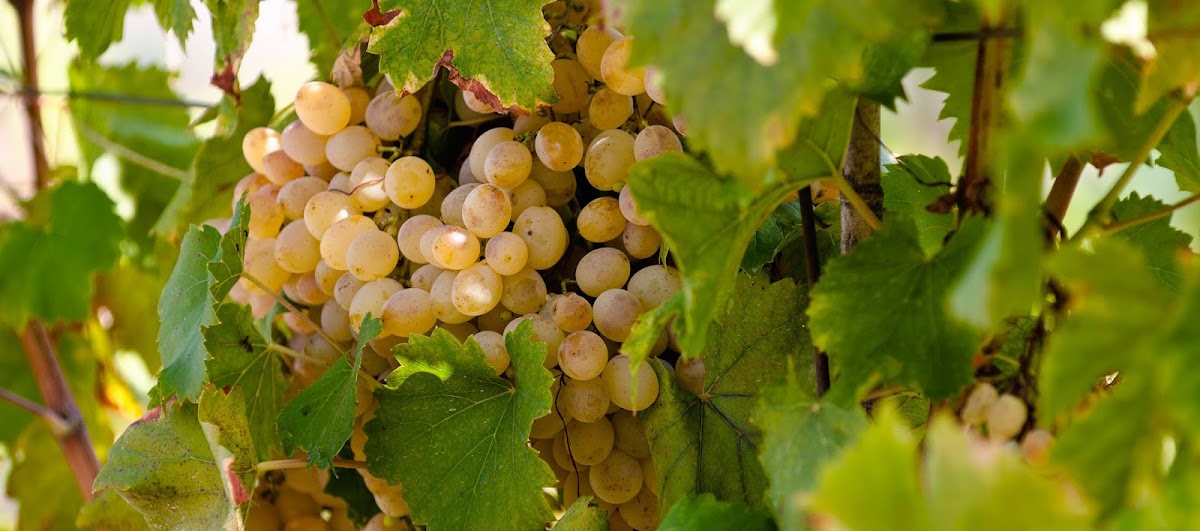 Viña Sobreira | Viñedos y Bodegas Fadog, S.L.