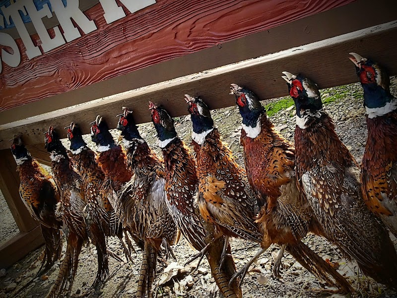 Rooster Ranch LLC - Photo 3