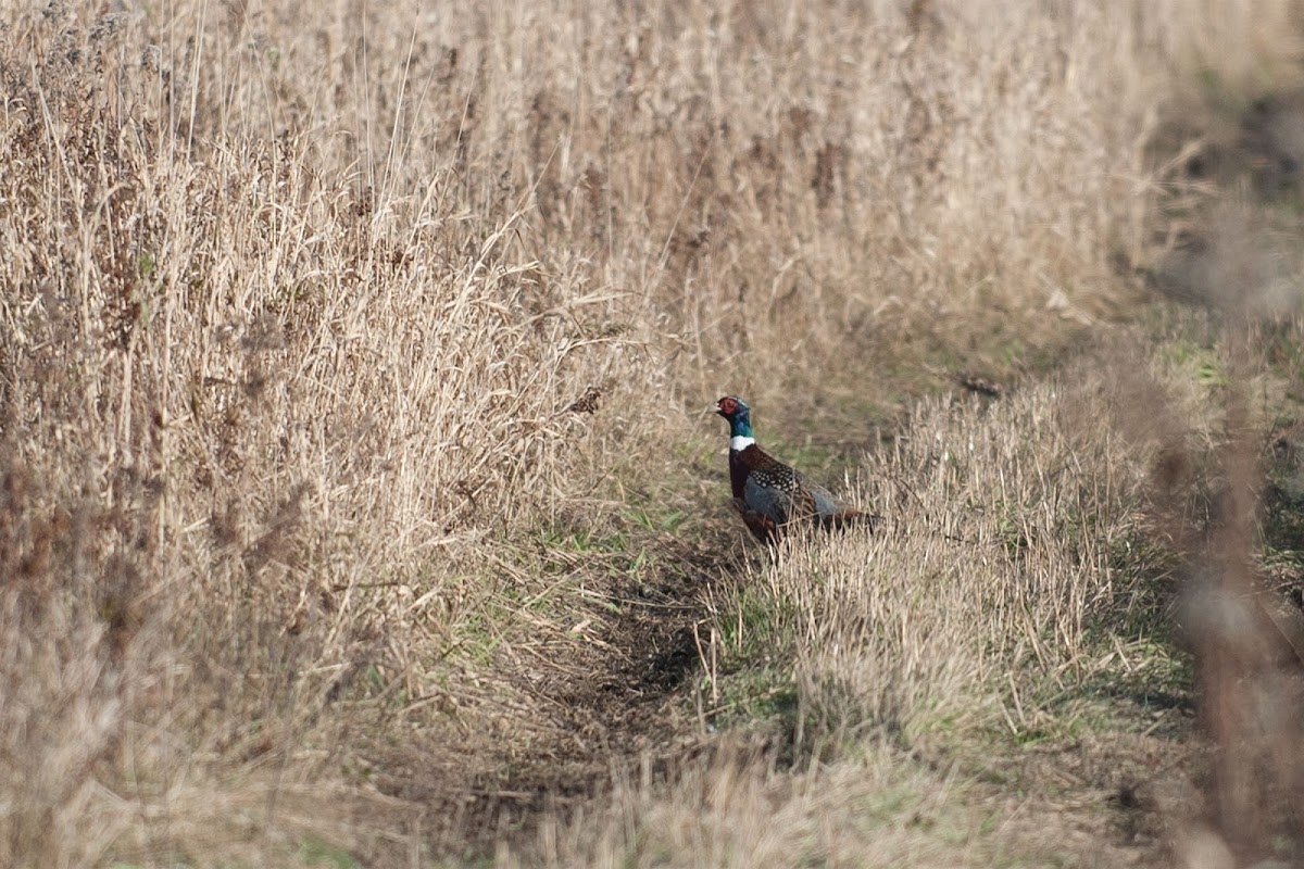 Oak Hill Hunting Preserve