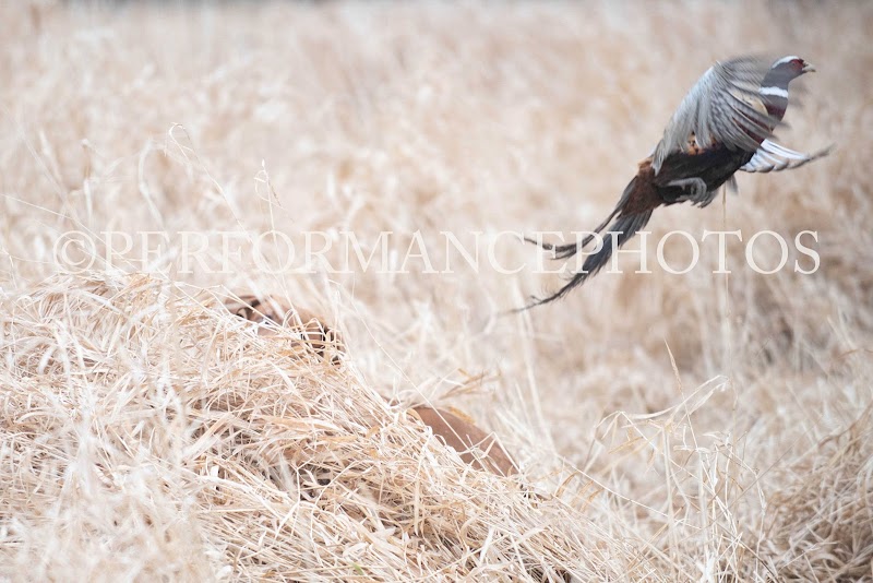 Oak Hill Hunting Preserve - Photo 3