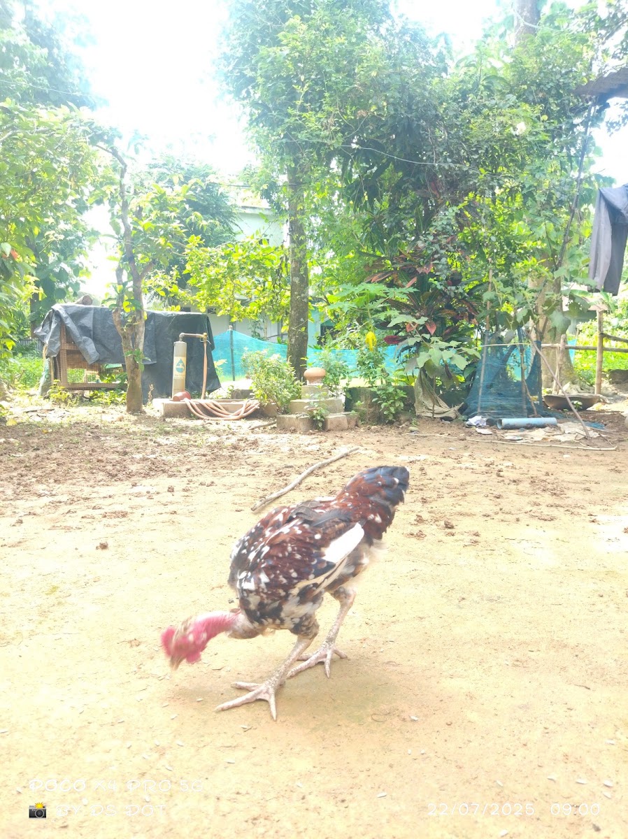 Debajit's Khamarbari Poultry Farm Google photo 5
