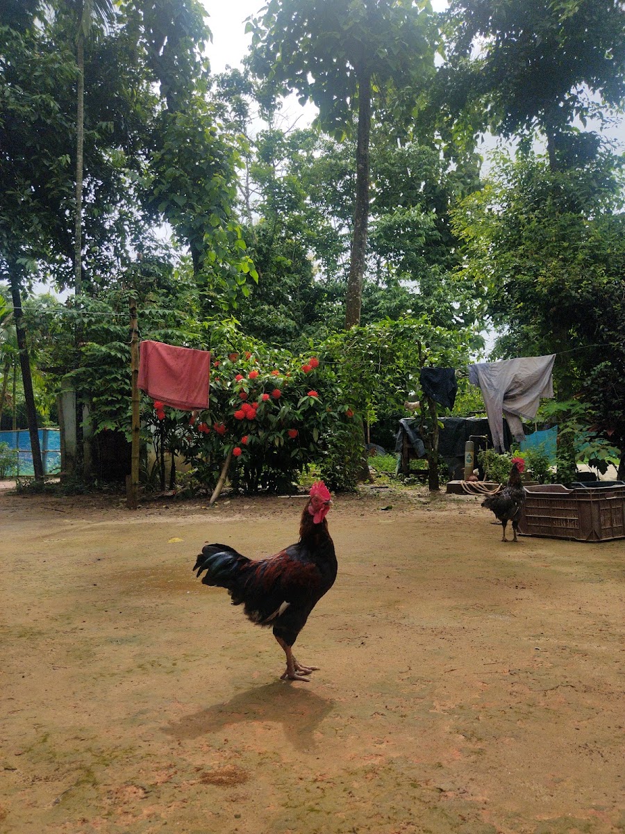 Debajit's Khamarbari Poultry Farm Google photo 3