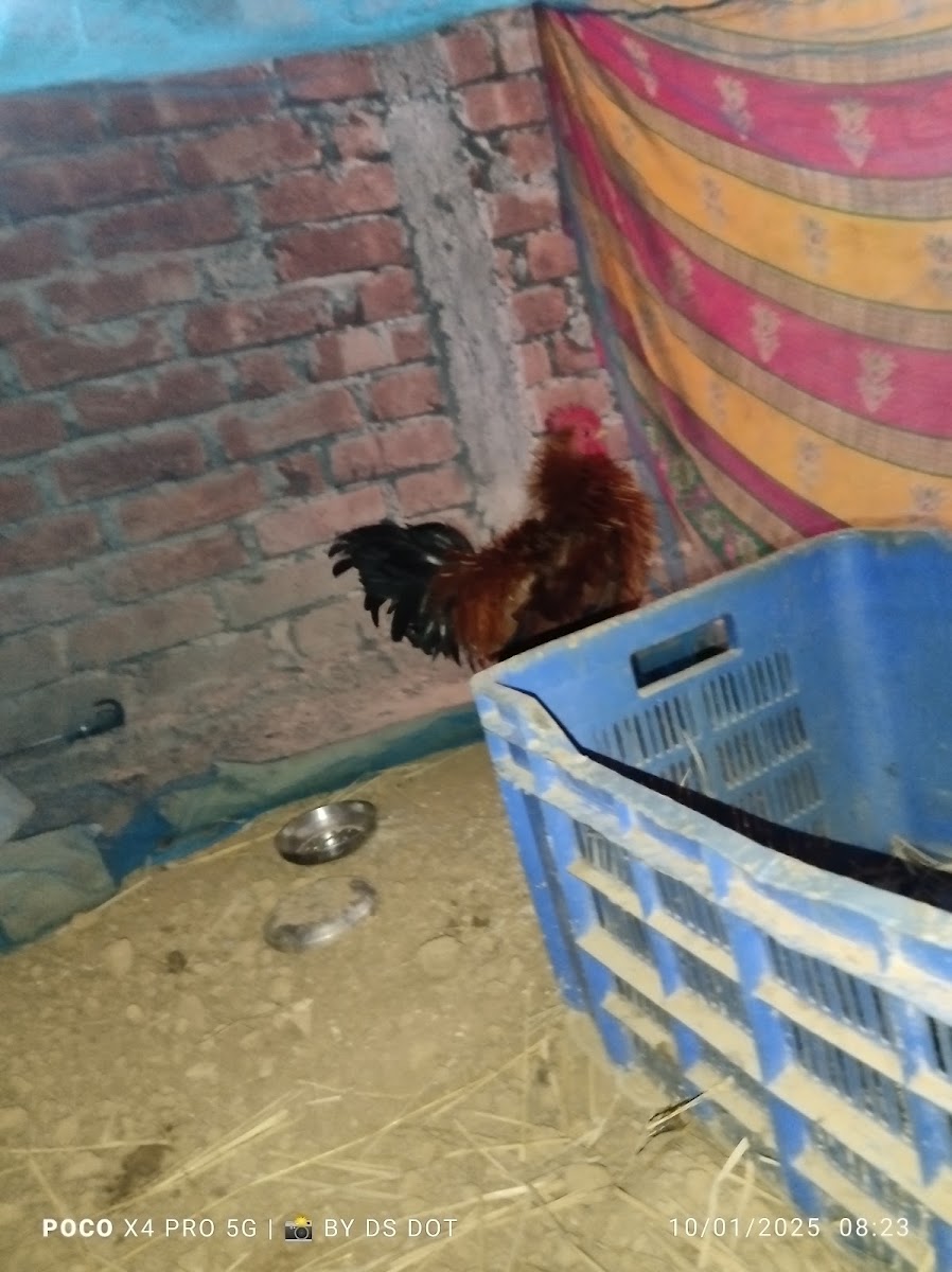 Debajit's Khamarbari Poultry Farm Google photo 4