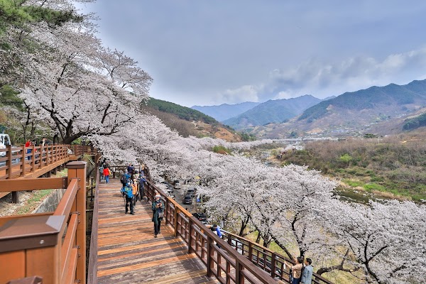 Secret Cherry Blossom Spots in Korea and Japan 17