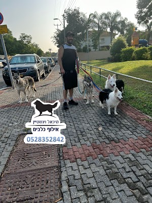 מיכאל וינשטיין - מאלף כלבים למשמעת והגנה