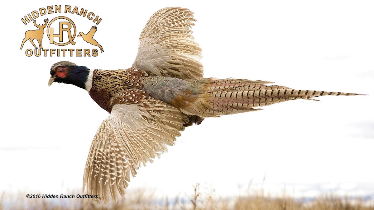 Hidden Ranch Outfitters
