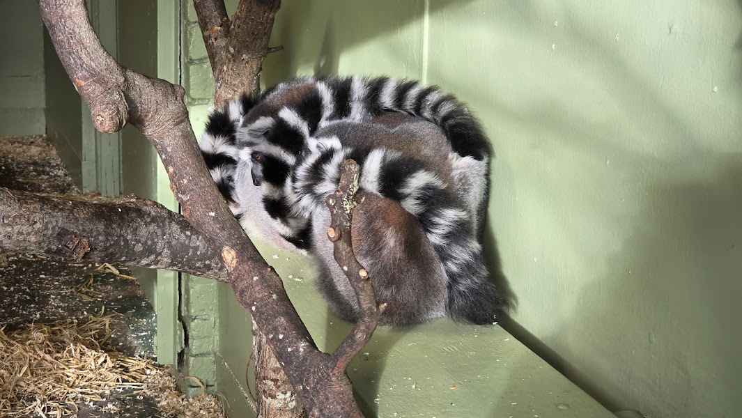 Lemur