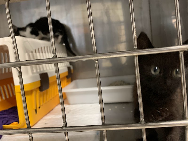 Centro Veterinario A Marosa Verxeles photo 5