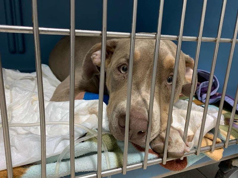 Centro Veterinario A Marosa Verxeles photo 3