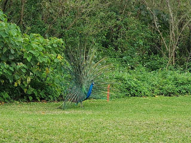 Obama Island Country Club - Photo 7