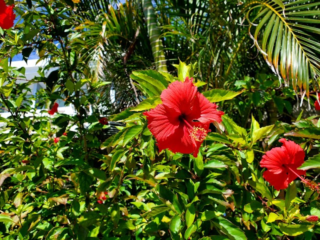Obama Island Country Club - Photo 10