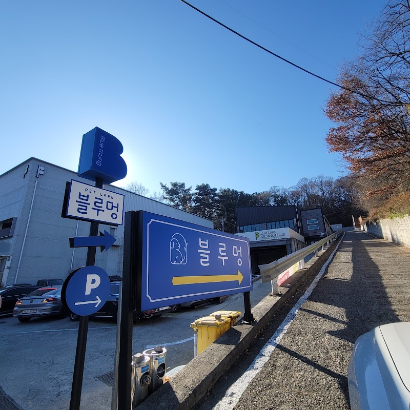블루멍 사진 7