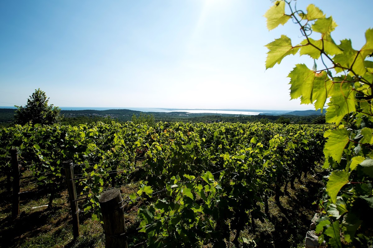 Azienda Agricola Zidarich