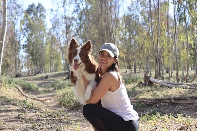שחף הררי אילוף כלבים