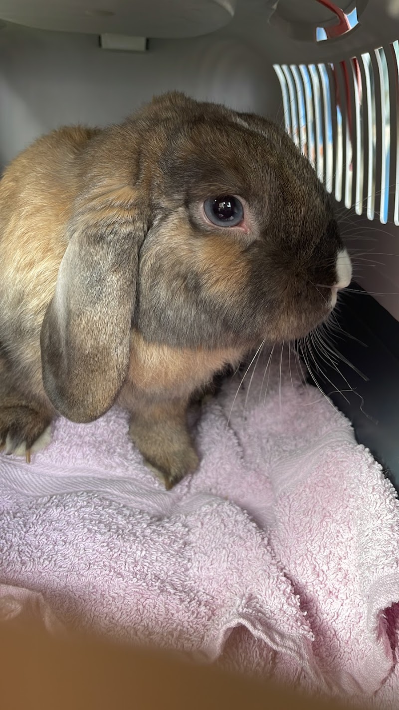 Selvätica - Clínica Veterinaria de animales exóticos