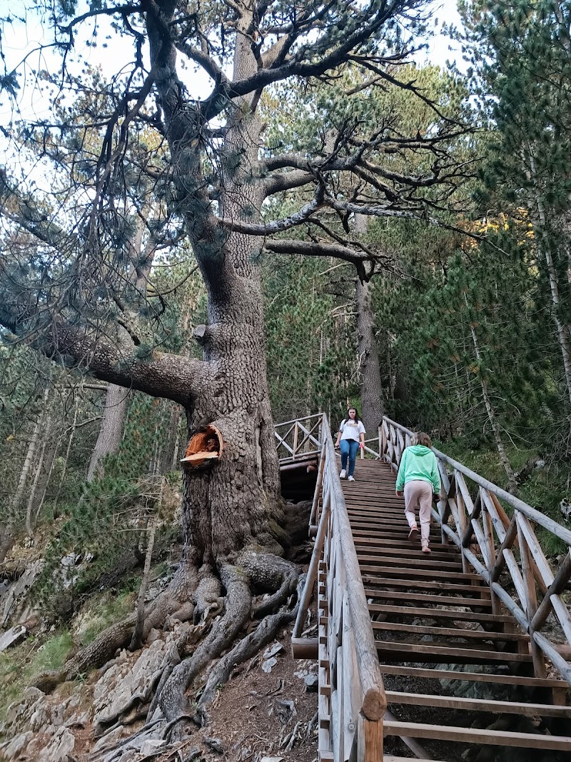 Байкушевата мура