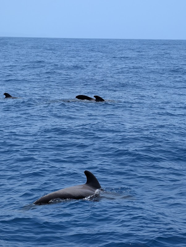 Whale Watching Tour from Los Gigantes photo 2