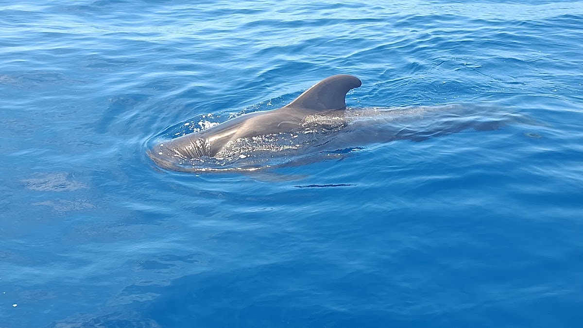 Whale Watching Tour from Los Gigantes photo 5