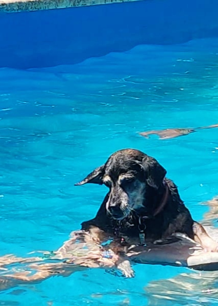 VETALJARAFE. VETERINARIO A DOMICILIO SEVILLA