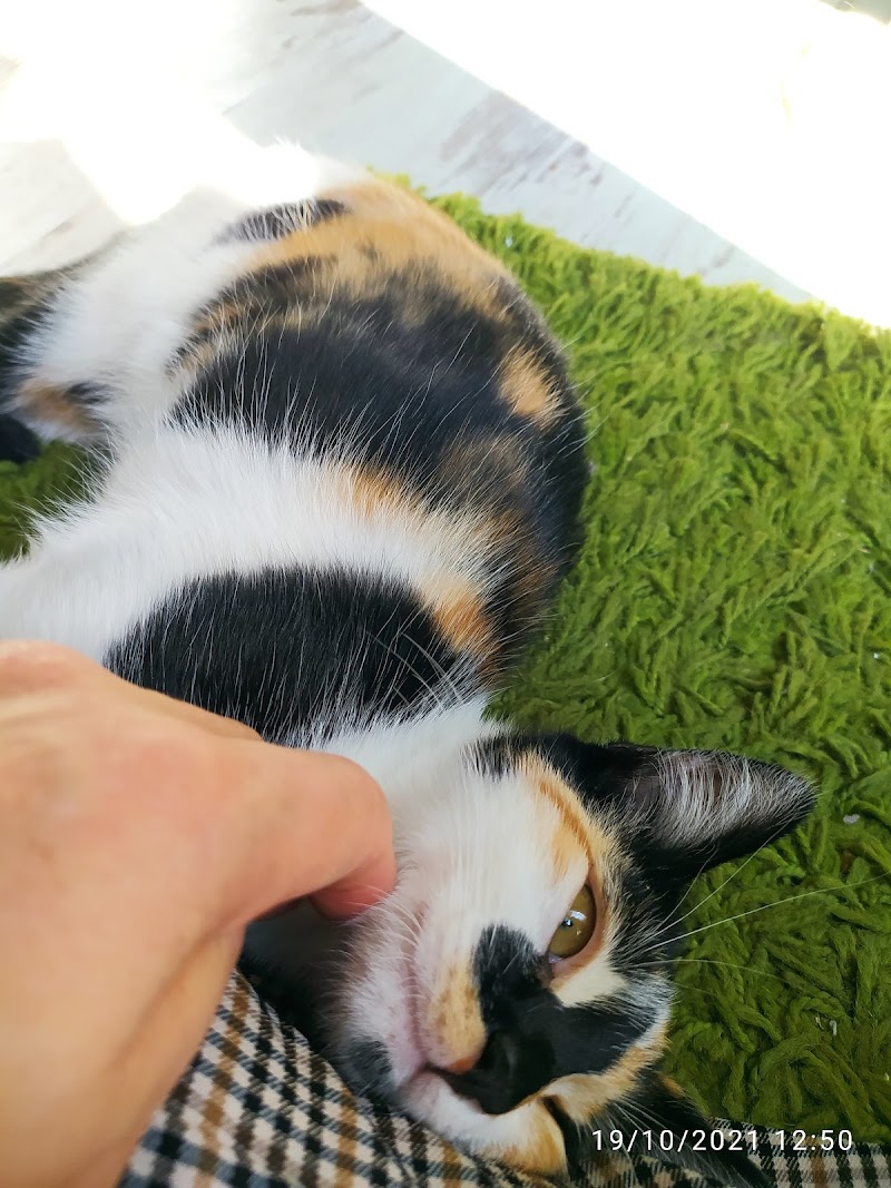 Centro Médico Veterinario Usera