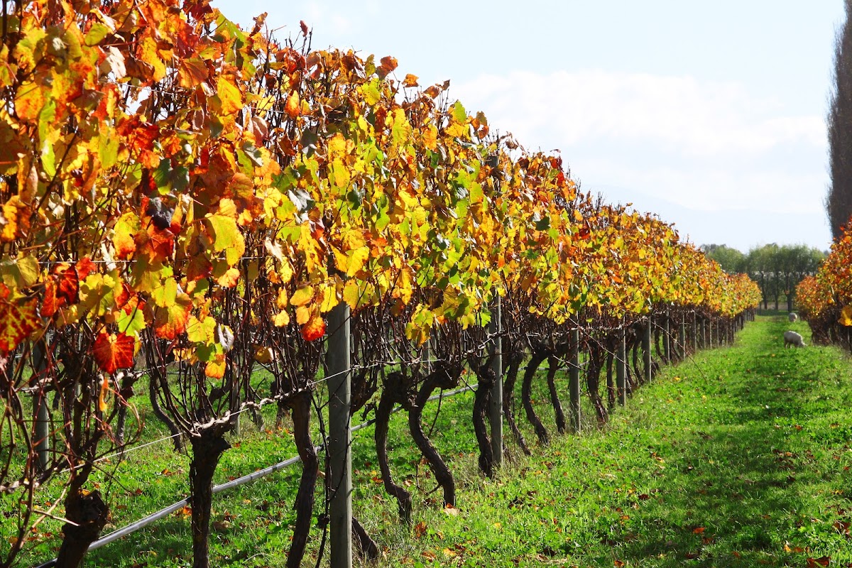 Richmond Plains Wines