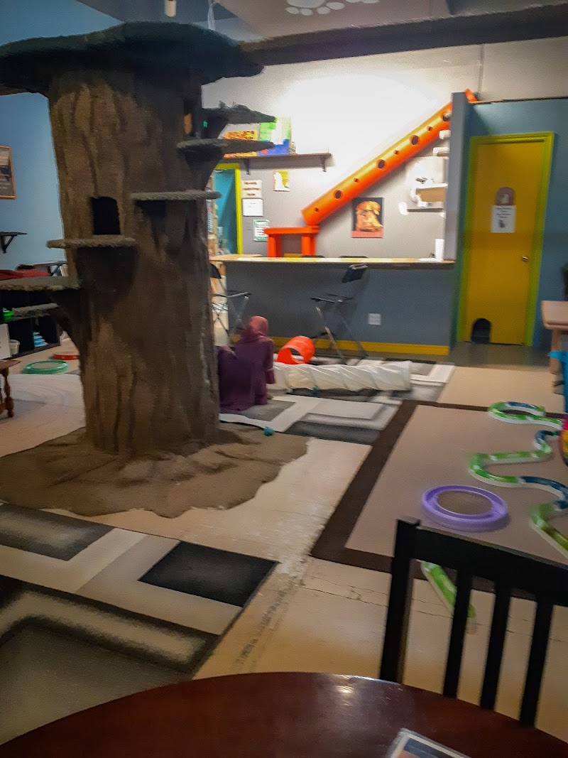 My Kitty Cafe photo 3