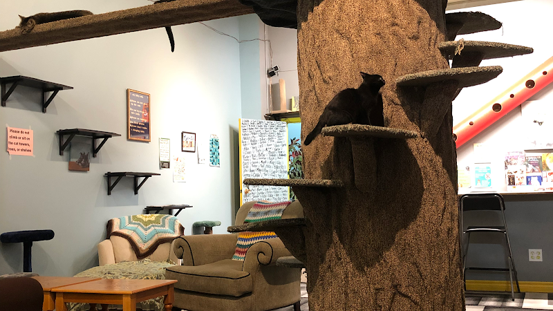 My Kitty Cafe photo 1