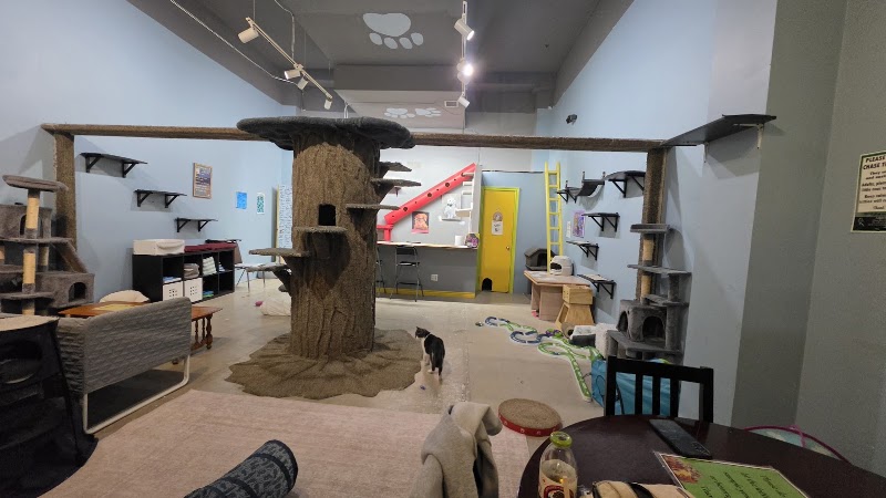 My Kitty Cafe photo 3